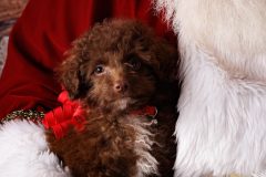Santa2021_Landers-5